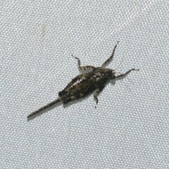 Tetrigidae