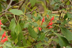 Ruellia asperula