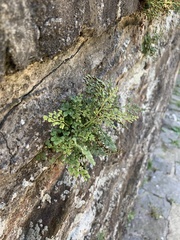 Asplenium ruta-muraria