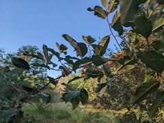 Elaeagnus