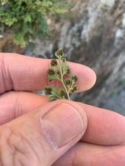 Asplenium ruta-muraria