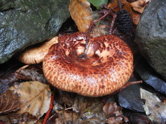 Paxillus