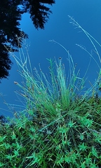Eleocharis tuberculosa