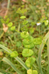 Smyrnium perfoliatum