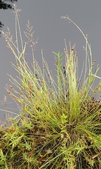 Eleocharis tuberculosa
