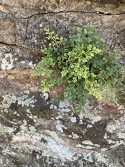 Asplenium ruta-muraria