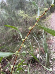 Hakea florulenta