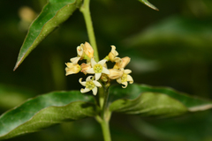 Vincetoxicum hirundinaria