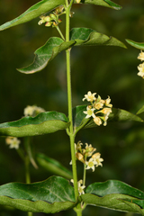 Vincetoxicum hirundinaria