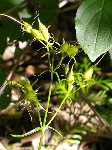 Penstemon digitalis
