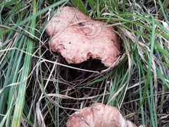 Lactarius torminosus