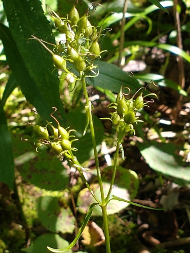 Penstemon digitalis