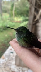 Thalurania glaucopis