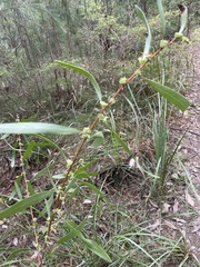Hakea florulenta