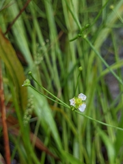 Alisma canaliculatum