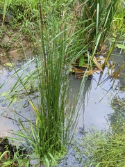Alisma canaliculatum