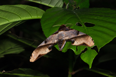 Amplypterus panopus