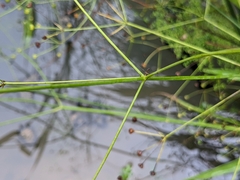 Alisma canaliculatum