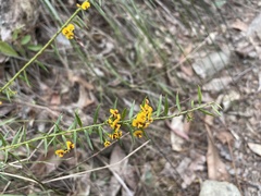 Daviesia umbellulata