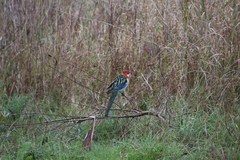 Platycercus eximius