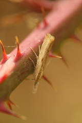 Agriphila inquinatella