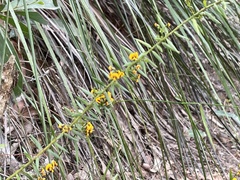 Daviesia umbellulata