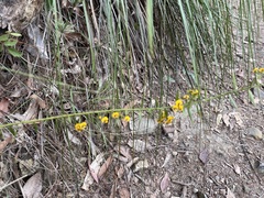 Daviesia umbellulata