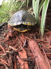 Trachemys scripta