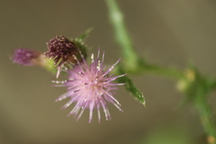 Cirsium palustre