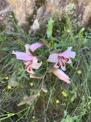 Gladiolus carneus