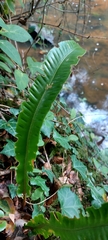 Asplenium scolopendrium