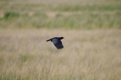 Pyrrhocorax pyrrhocorax