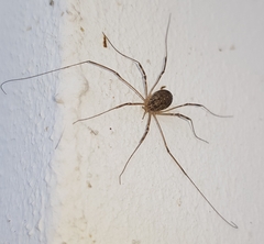Opilio saxatilis