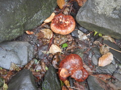 Paxillus