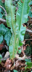 Asplenium scolopendrium