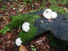 Climacocystis borealis