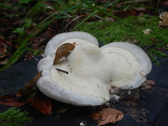 Climacocystis borealis