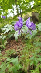 Aconitum variegatum