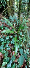 Asplenium scolopendrium