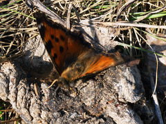 Nymphalis xanthomelas