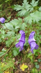 Aconitum variegatum
