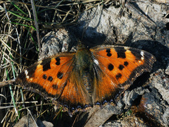 Nymphalis xanthomelas