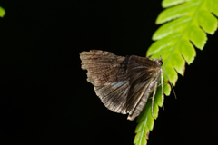 Lophoptera