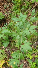Aconitum variegatum