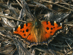 Nymphalis xanthomelas