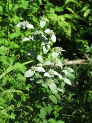 Image of Pycnanthemum floridanum