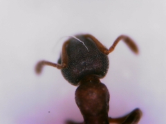 Cardiocondyla mauritanica