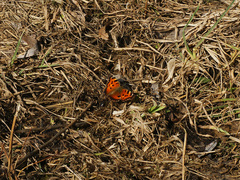 Nymphalis xanthomelas