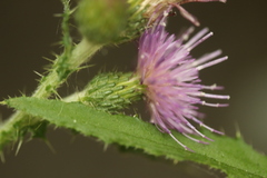 Cirsium palustre
