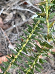 Acacia oxycedrus